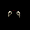 Correllia EP