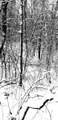 dogmatic purification through extermination
