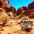Walkabout