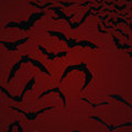 Bleeding The Swarm