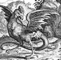 The Cockatrice